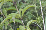 Joe Pye weed